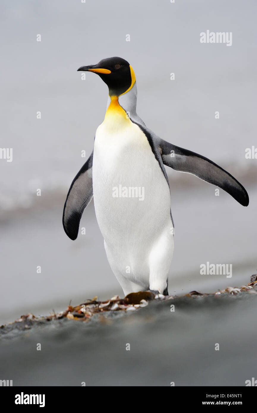 Manchot royal (Aptenodytes patagonicus) marche sur la plage de l'île Macquarie, sous les eaux de l'Antarctique de l'Australie. Banque D'Images
