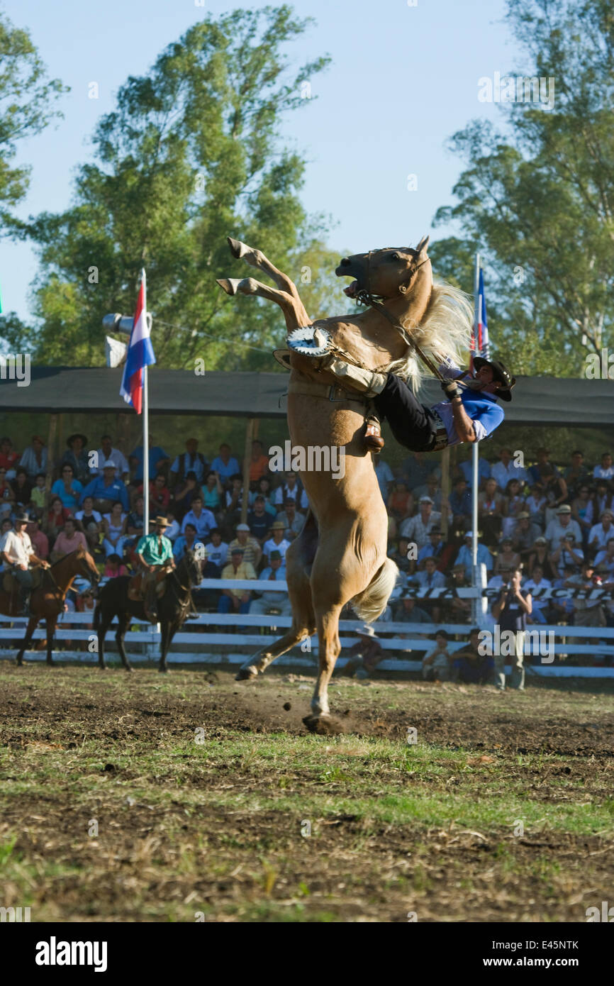 Un gaucho (cowboy) s'efforce de rester à l'arrière d'un élevage de chevaux sauvages verticalement (Equus caballus) au rodéo au cours de la Fiesta de la Patria Gaucha, Tacuarembo, URUGUAY, Avril 2008 Banque D'Images