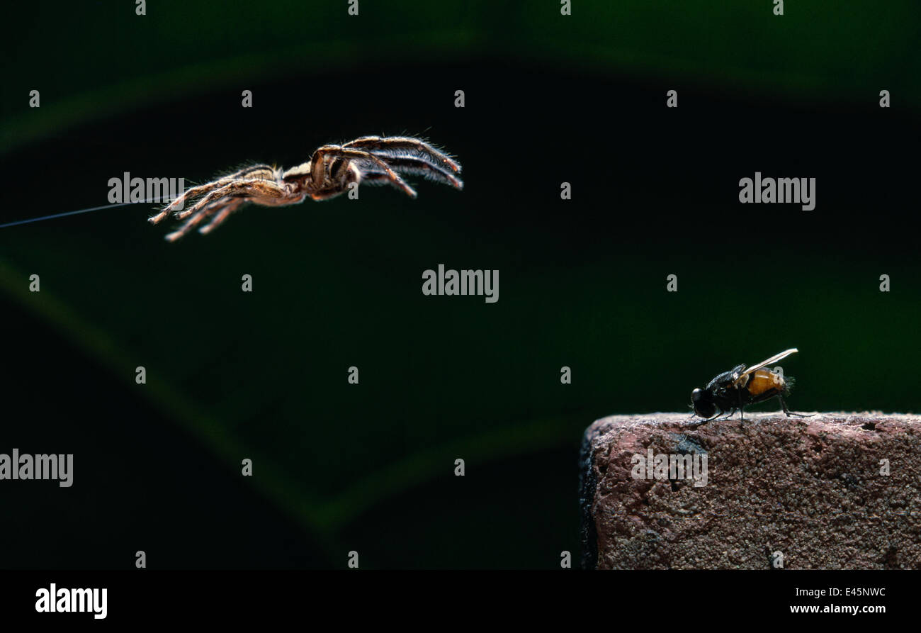 Zodariidae (Plexippus paykulli) sautant sur fly proie, Crete Banque D'Images