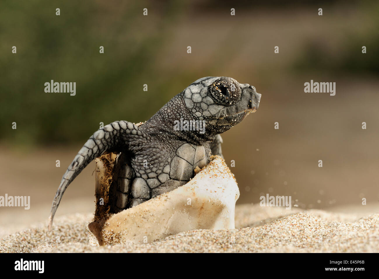 Tortue caouanne (Caretta caretta) éclosion, Delta Dalyan, Turquie, juillet 2009 EXPOSITION EN PLEIN AIR de la WWE. Pas DISPONIBLE POUR LES CARTES DE VŒUX ET CALENDRIERS Wild Wonders kids book. Banque D'Images