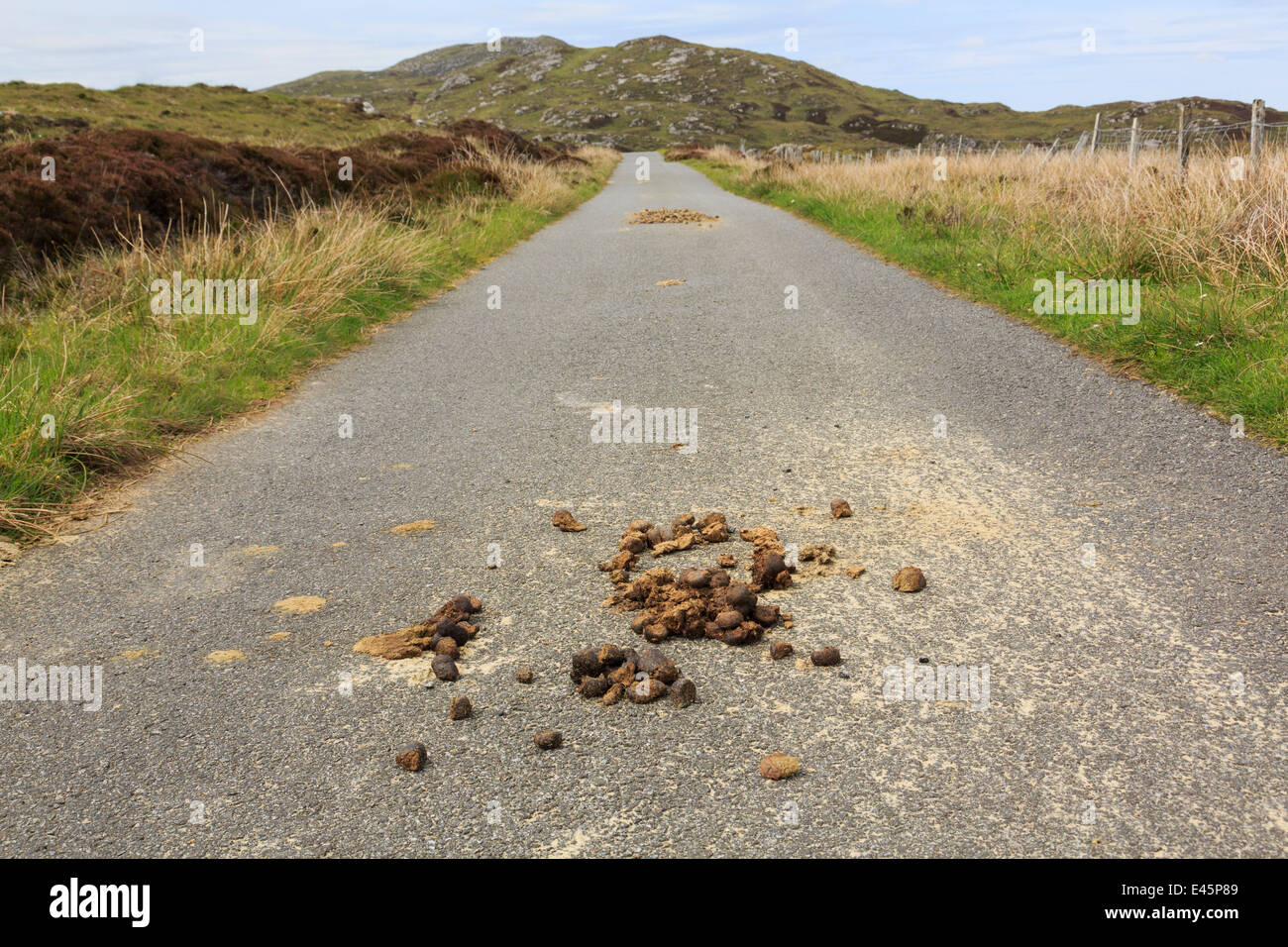 En regardant le long d'une route de campagne étroite avec des déjections de fumier de poneys sauvages. South Uist Outer Hebrides Western Isles Scotland UK Banque D'Images