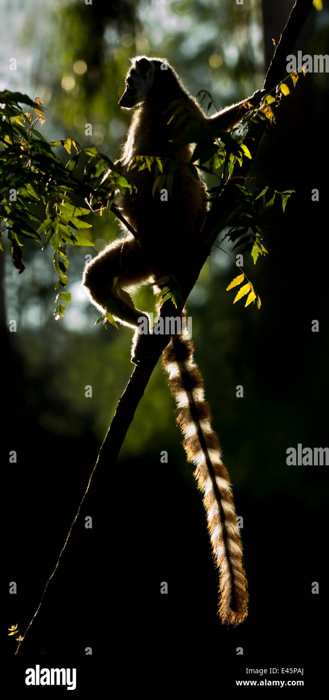 Untitled Document (Lemur catta) soleil soleil à l'aube. Réserve privée de Berenty, dans le sud de Madagascar. Banque D'Images
