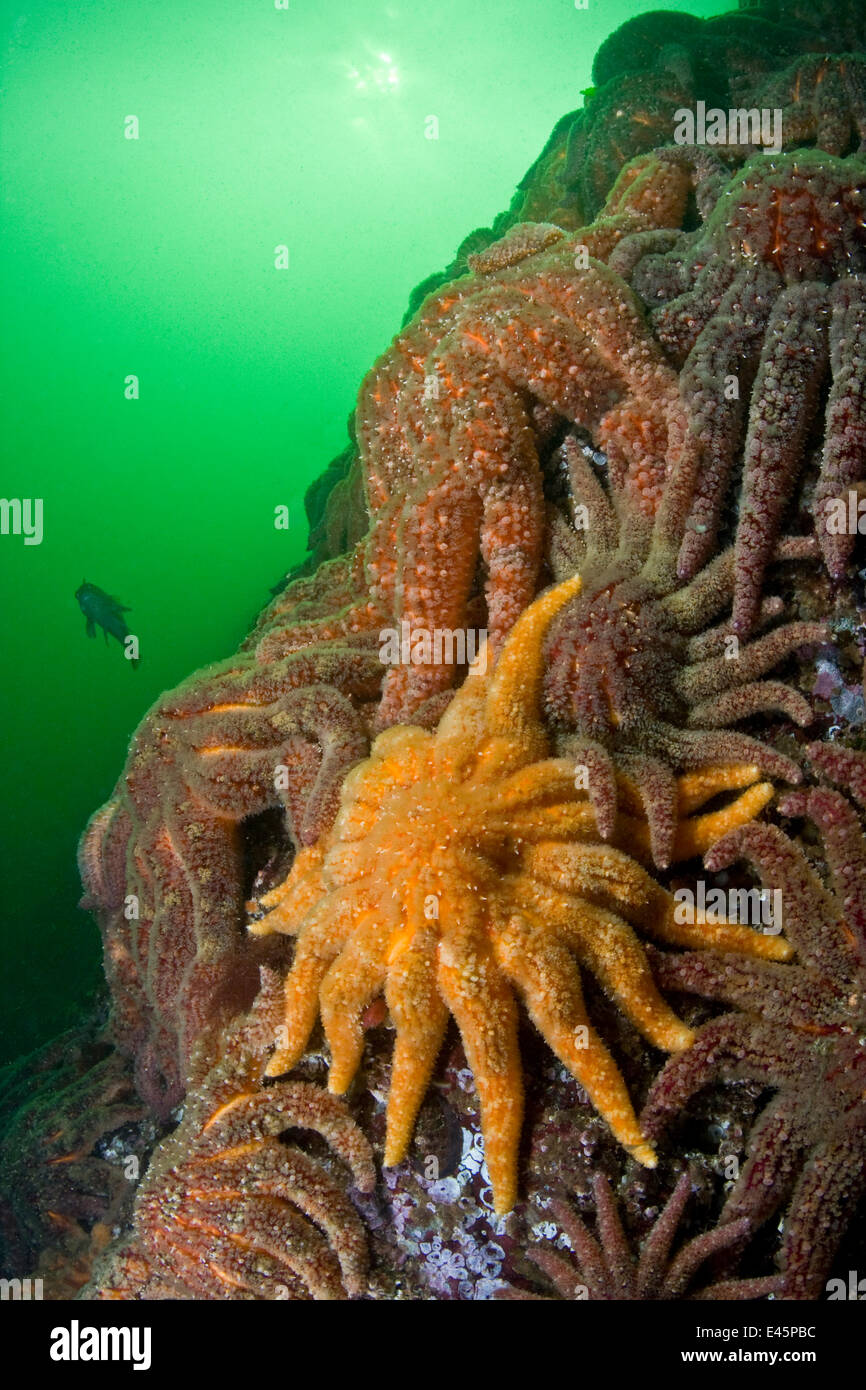 Grand groupe d'étoiles de mer (Asterias Tournesol / Pycnopodia helianthoides) couvrant rock, côte du Pacifique, Canada, Août Banque D'Images