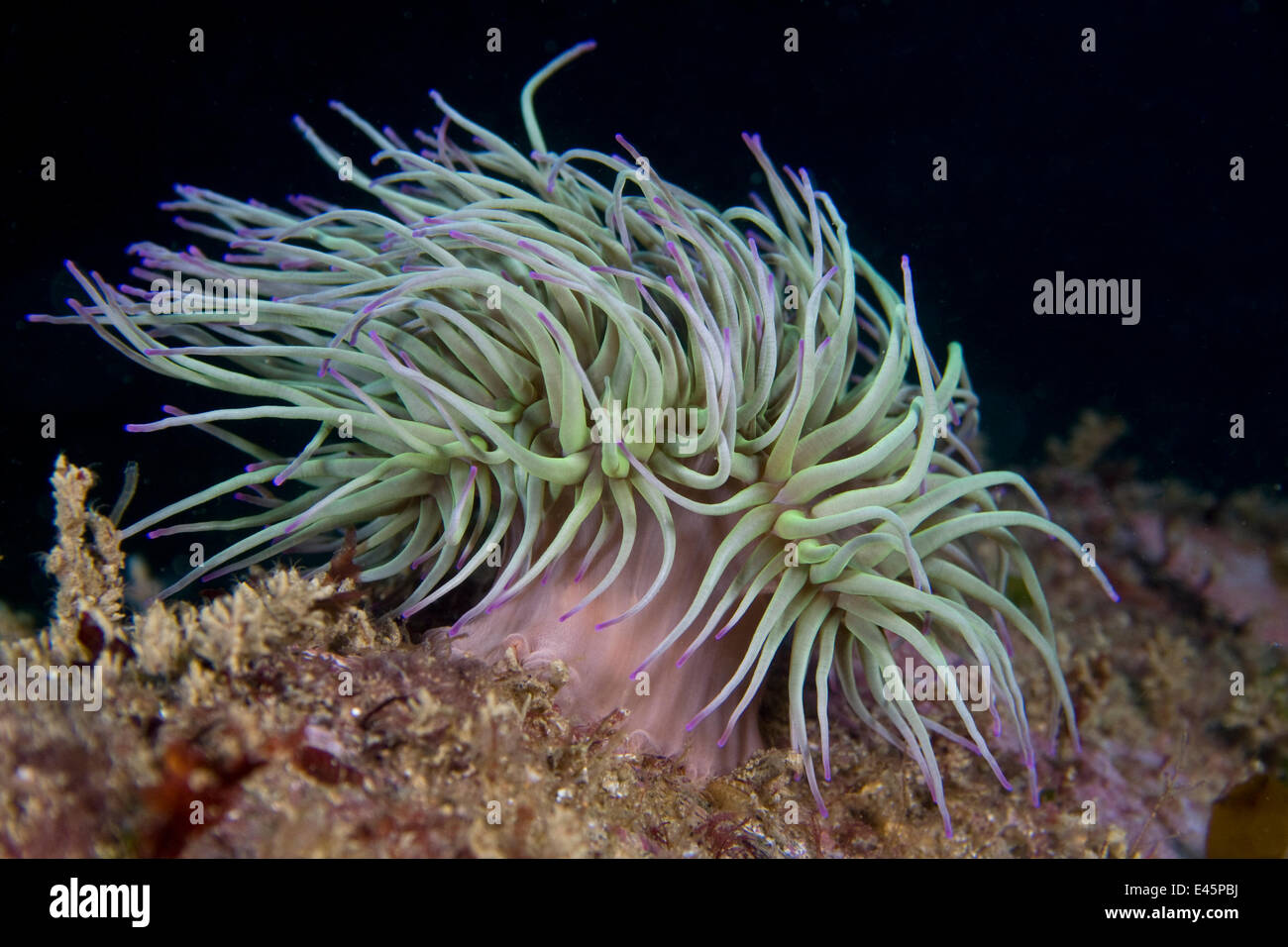 L'anémone Anemonia viridis (Snakelocks) sous l'eau, les tentacules exposés, Channel Isles, Royaume-Uni, juin Banque D'Images