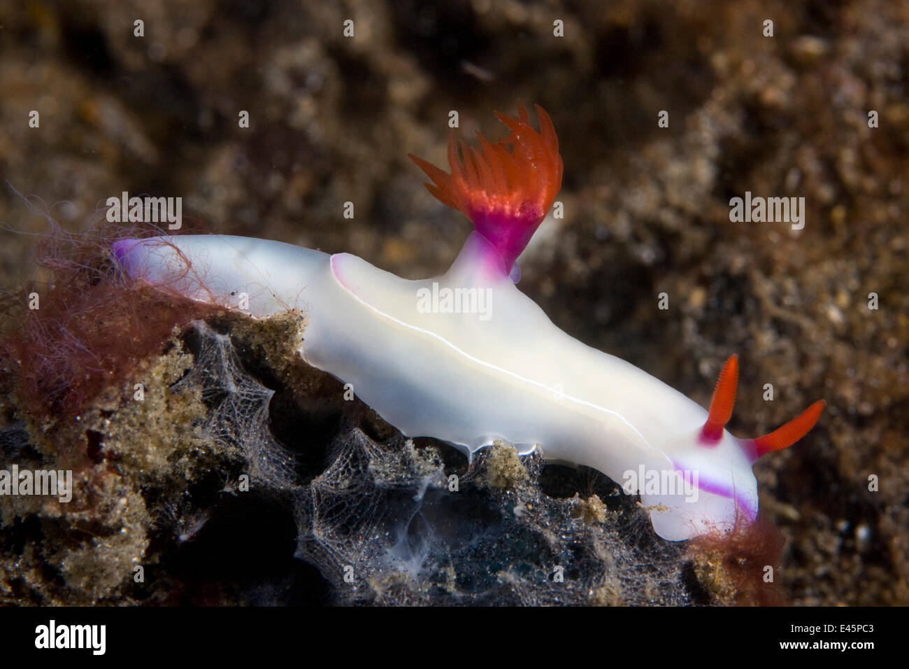 Nudibranche (Hypselodoris bullockii) Détroit de Lembeh, Sulawesi, Indonésie Banque D'Images