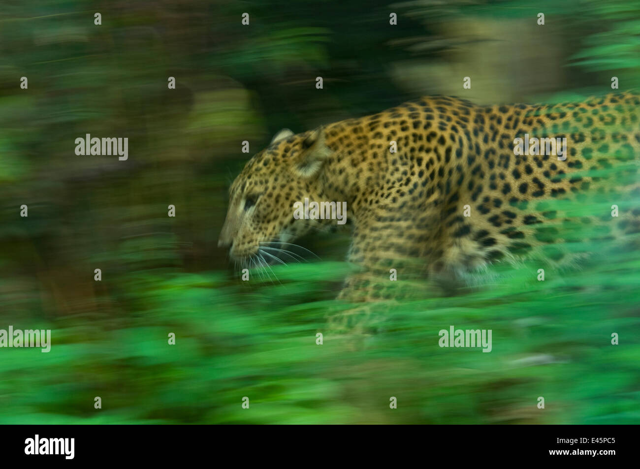 Sri-Lankais leopard (Panthera pardus kotiya) la marche. prisonnier Banque D'Images