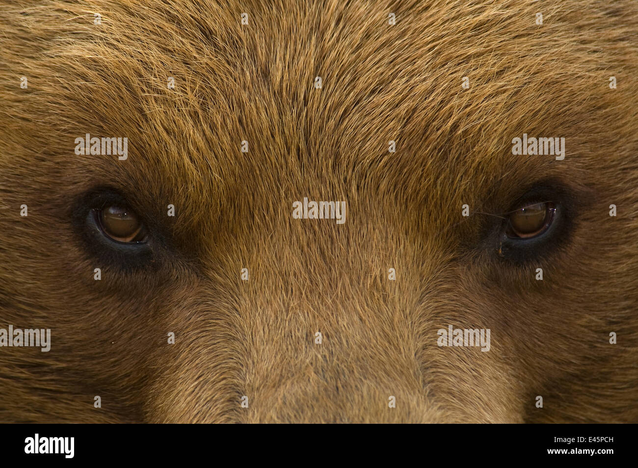 Gros gros plan des yeux d'un ours brun (Ursus arctos) Banque D'Images