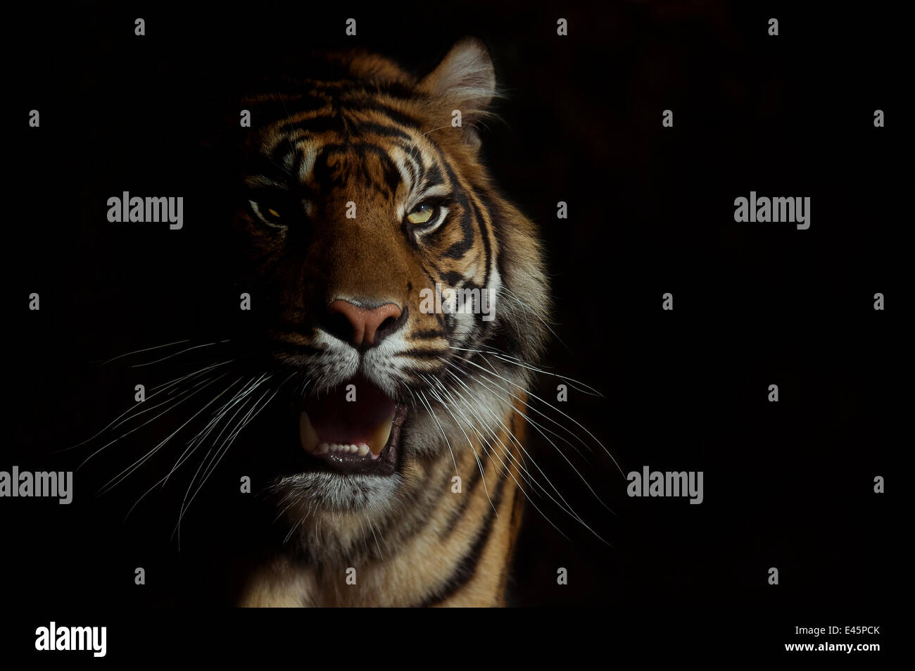 Tête portrait de tigre de Sumatra (Panthera tigris sumatrae) de la face de la moitié exprimés dans l'ombre, avec l'expression agressive, captive Banque D'Images