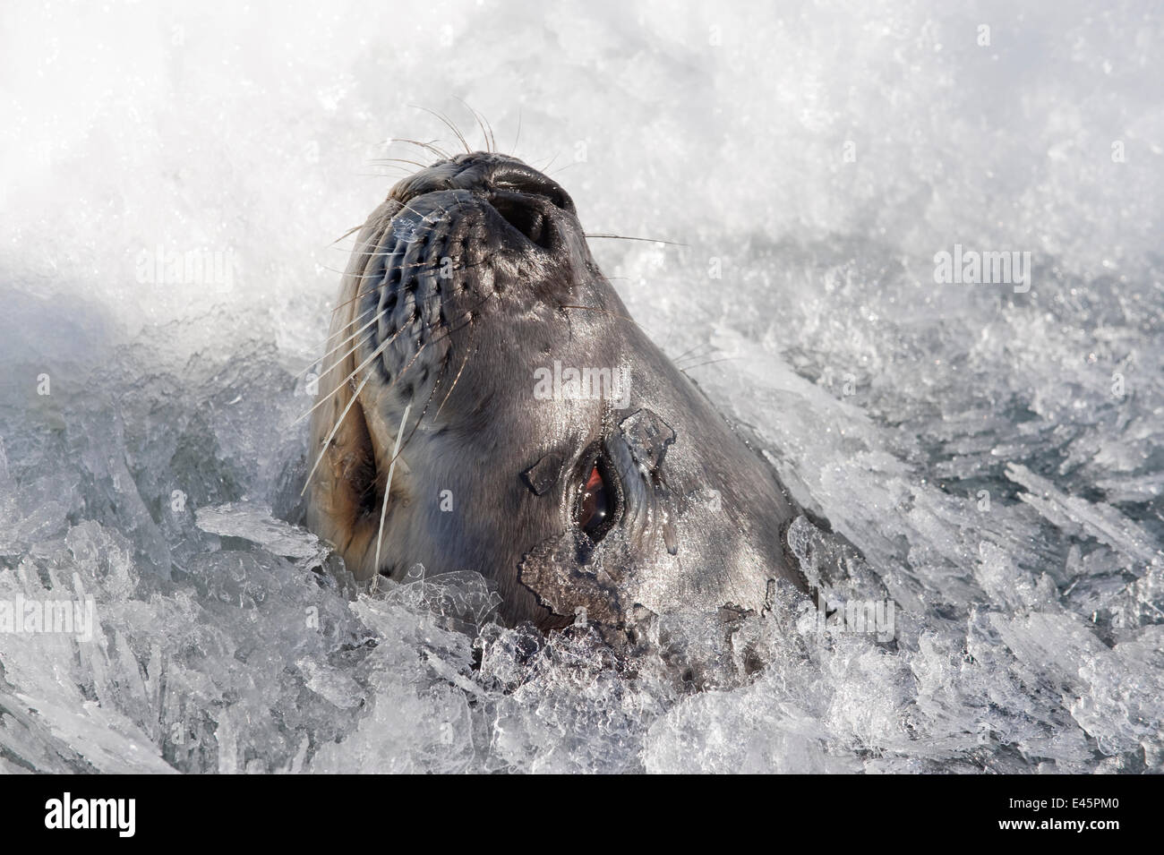 Phoque de Weddell (Leptonychotes weddellii) composer avec les nouvelles à travers la glace de mer, Mer de Ross, Antarctique, Novembre 2008 Banque D'Images