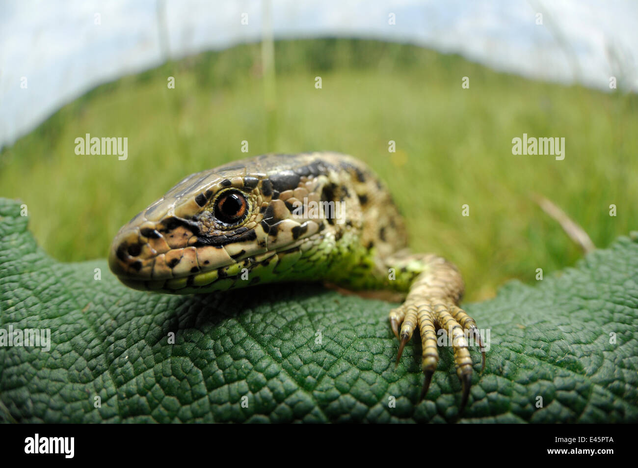 Sand lizard (Lacerta agilis) tête portrait, escalade sur feuille, Allemagne Banque D'Images