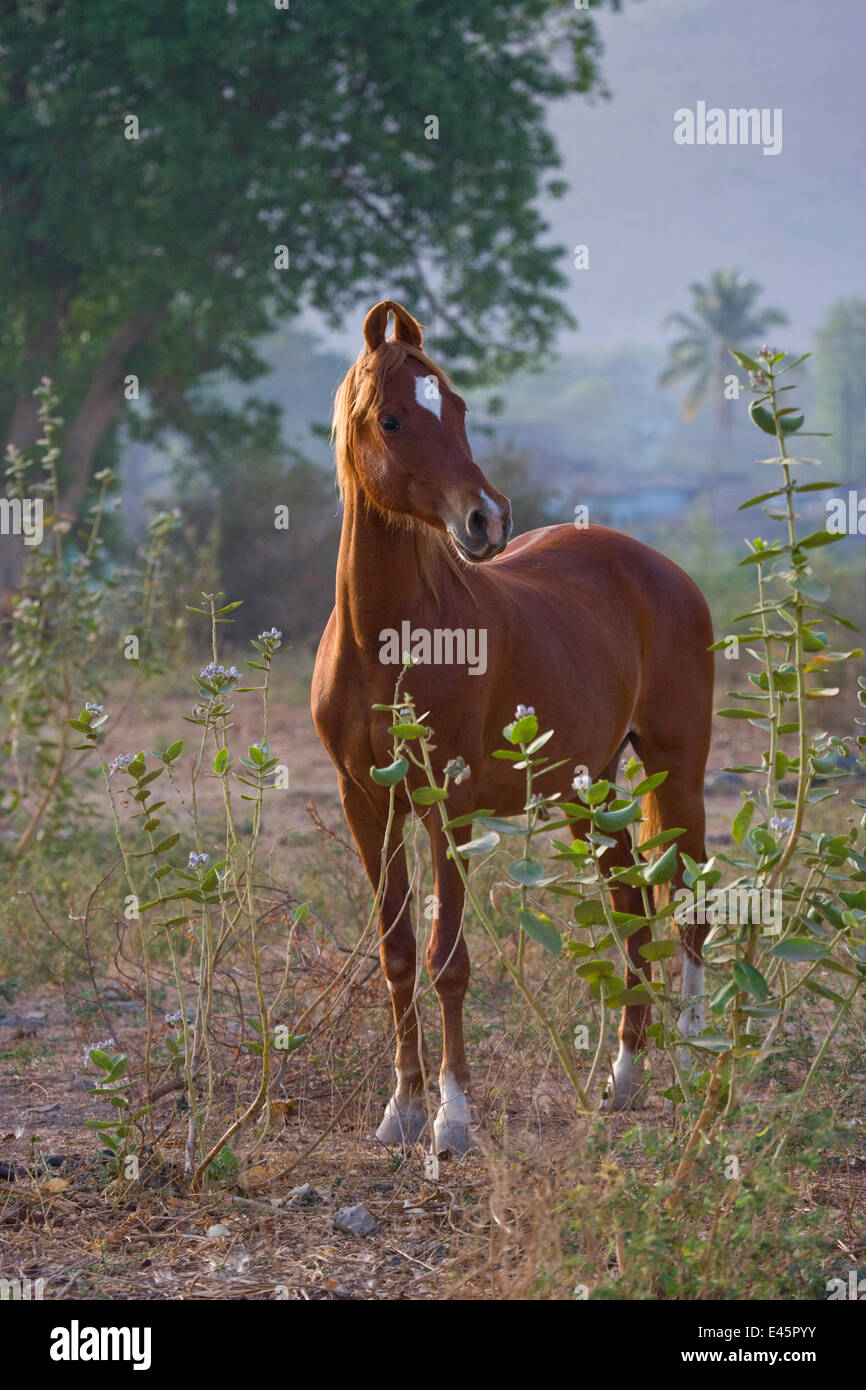 Un Kathiawari mare (Equus caballus) Comité permanent de Junagadh Haras National, Gujarat, Inde. Banque D'Images