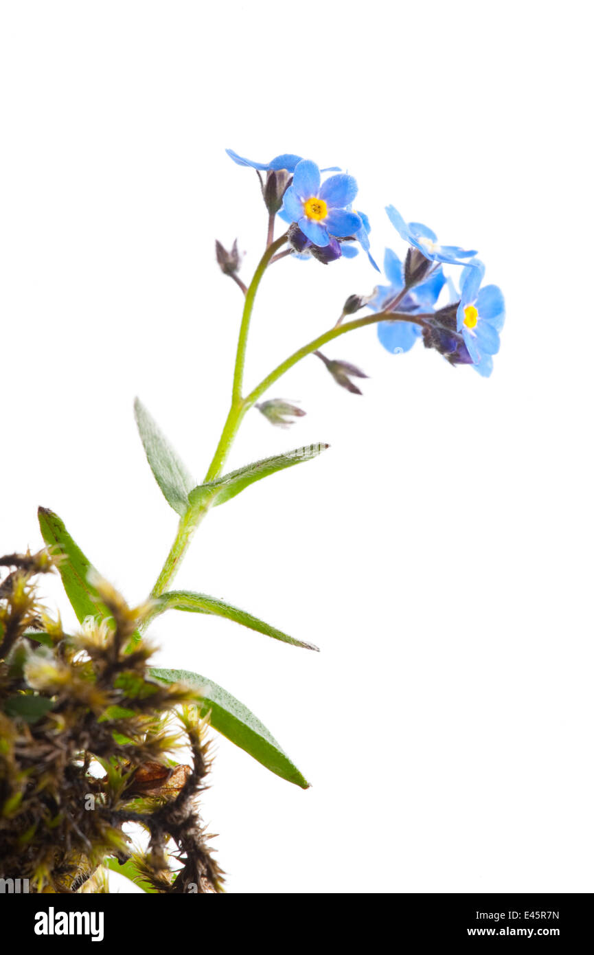 Alpine forget-me-not (Myosotis alpestris) en fleur, Ecosse, Royaume-Uni Banque D'Images