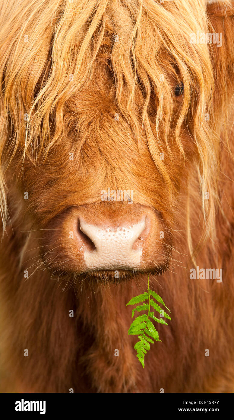 Tête portrait de vache Highland, en Écosse, avec de minuscules des frondes de fougère au coin de la bouche, UK Banque D'Images