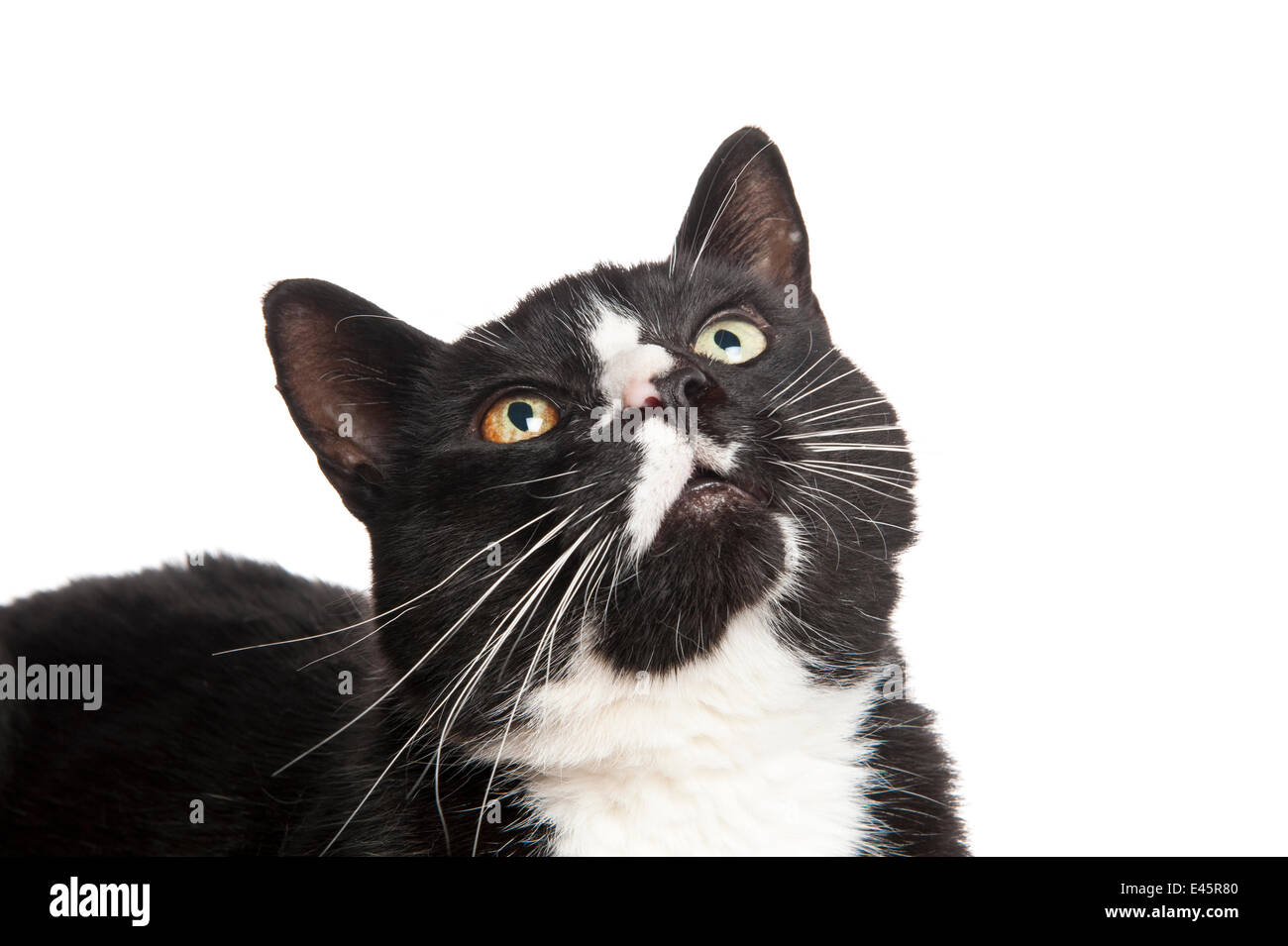 Felix Chat Noir Et Blanc Banque D Image Et Photos Alamy