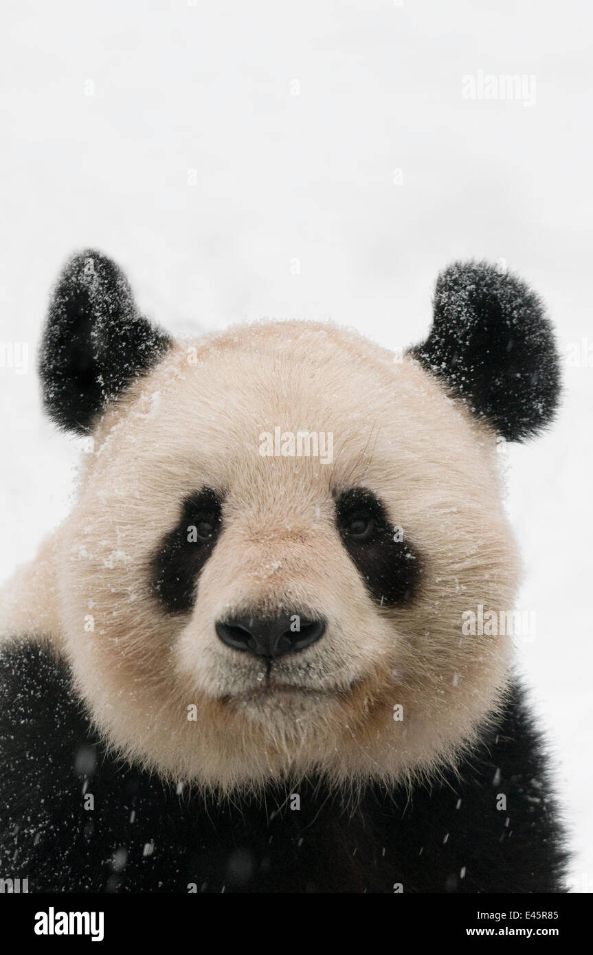 Tête portrait du grand panda (Ailuropoda melanoleuca) recouvert de neige captive (né en 2000) se produit la Chine Banque D'Images