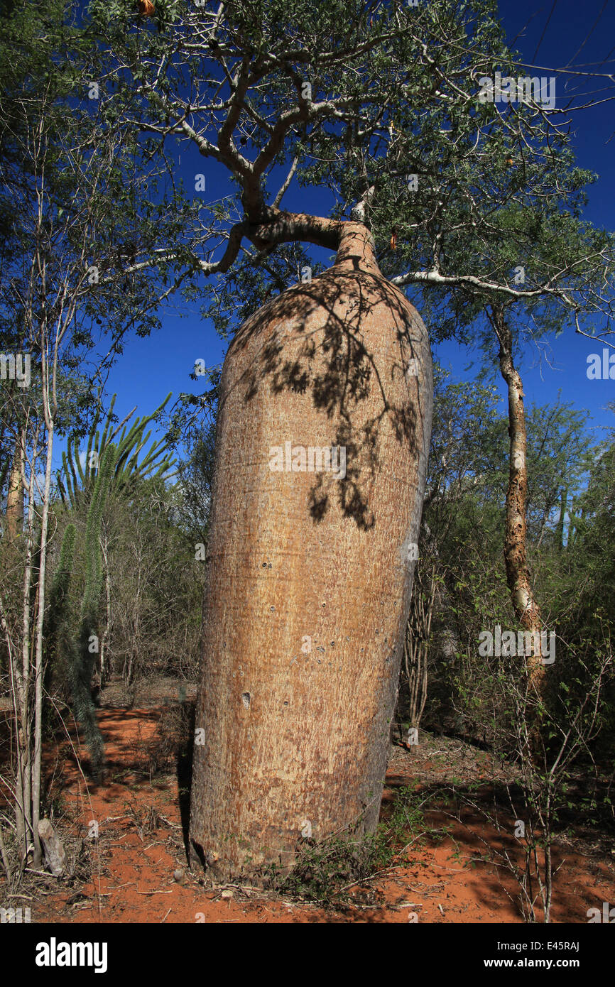 Baobab (Adansonia rubrostipa) et Sogno (Didierea madagascariensis) dans la Forêt épineuse, Réserve Reniala, Madagascar Banque D'Images
