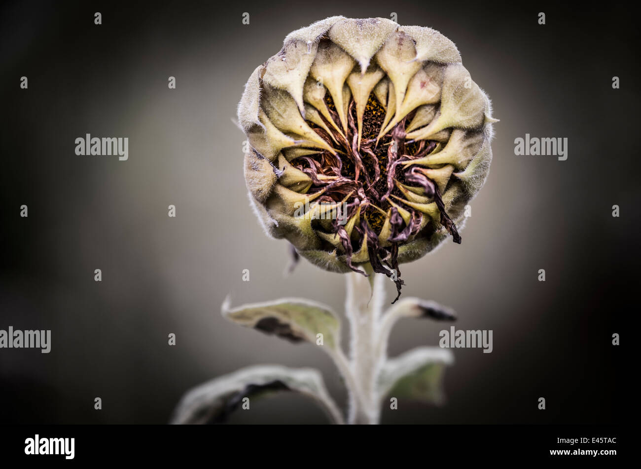 Tournesol Banque D'Images