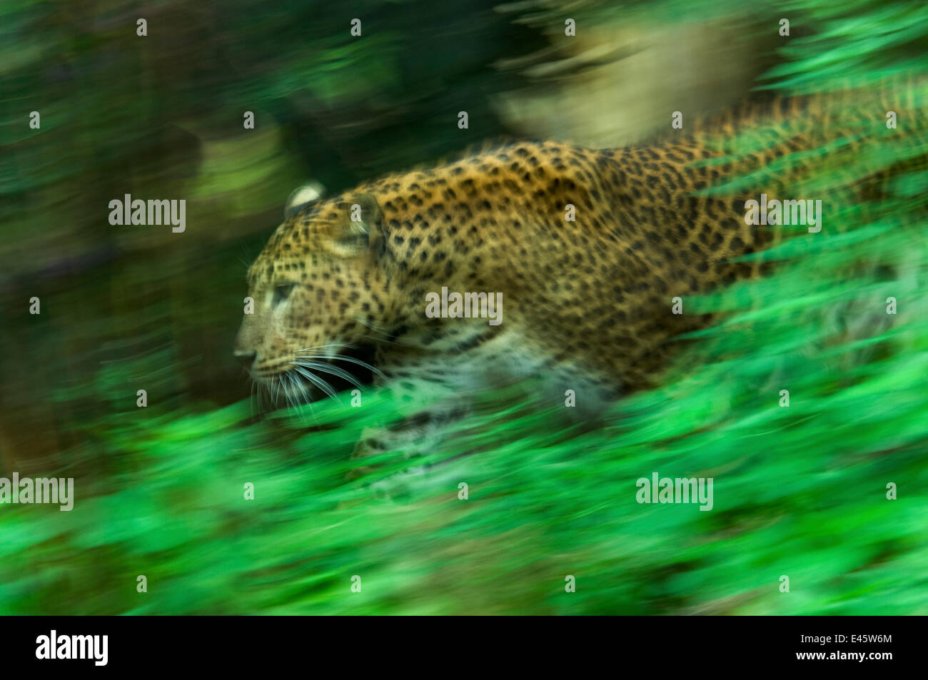 Sri-Lankais Leopard (Panthera pardus kotiya) soft focus tournant, captive. Banque D'Images