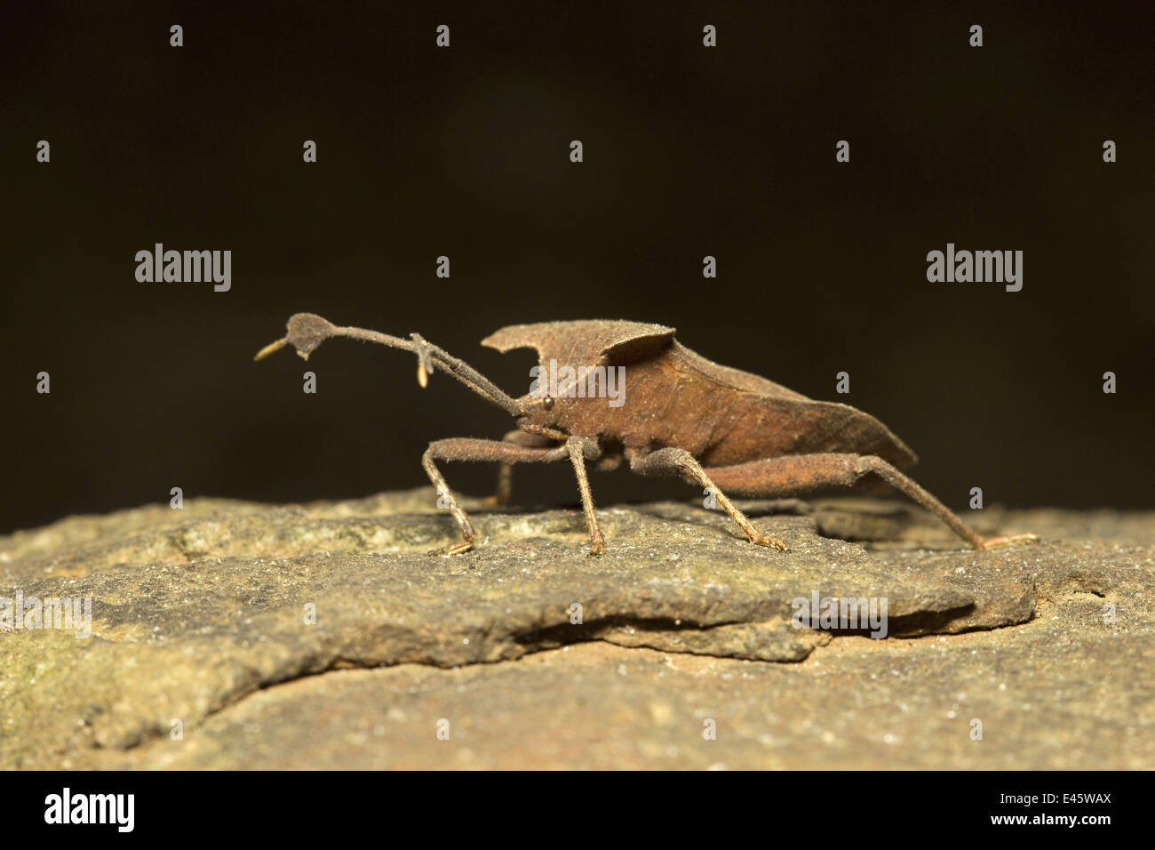 Un bug qui ressemble à une feuille séchée, Aarey Milk Colony, Mumbai, Inde. Banque D'Images