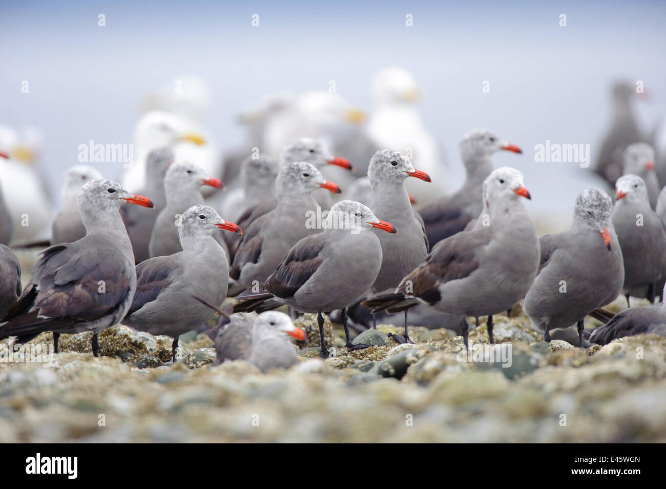 Troupeau de Heermann's goélands argentés (Larus heermanni) debout sur roches intertidales. Le Comté de Jefferson, Washington, USA, août. Banque D'Images