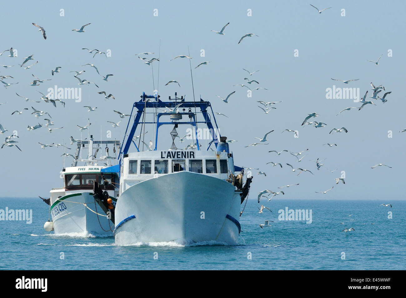Chalutier pélagique 'L'Avenir' 'remorquage Yves Julien' retour à Port Saint Louis de Rhône, suivi par Yellow-legged goélands argentés (Larus cachinnans michahellis) se nourrissant sur les prises accessoires, jeté par-dessus bord. France, mai 2010. Banque D'Images Chalutier pélagique 'L'Avenir' 'remorquage Yves Julien' retour à Port Saint Louis de Rhône, suivi par Yellow-legged goélands argentés (Larus cachinnans michahellis) se nourrissant sur les prises accessoires, jeté par-dessus bord. France, mai 2010. Banque D'Images