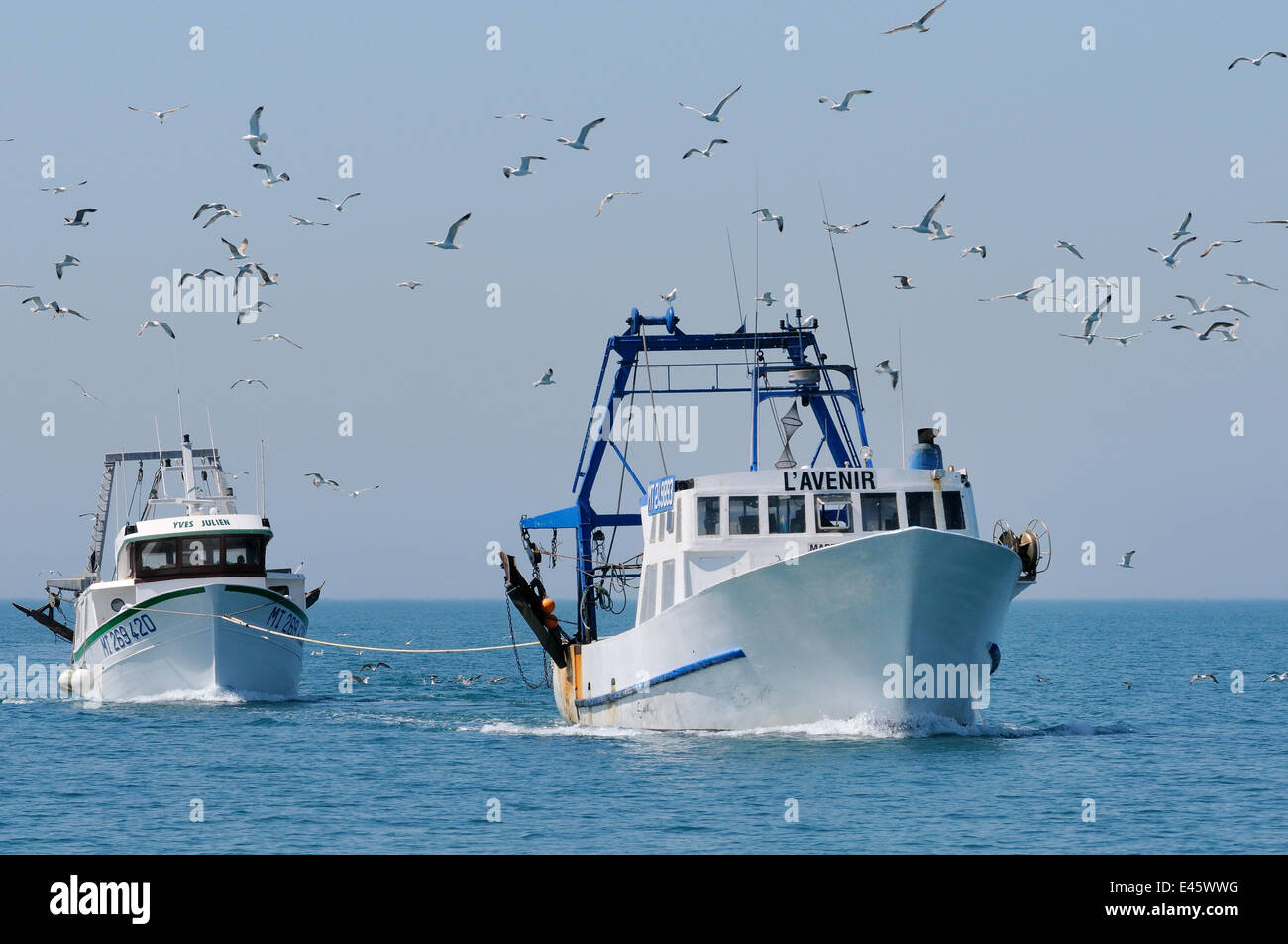 Chalutier pélagique 'L'Avenir' 'remorquage Yves Julien' retour à Port Saint Louis de Rhône, suivi par Yellow-legged goélands argentés (Larus cachinnans michahellis) se nourrissant sur les prises accessoires, jeté par-dessus bord. France, mai 2010. Banque D'Images Chalutier pélagique 'L'Avenir' 'remorquage Yves Julien' retour à Port Saint Louis de Rhône, suivi par Yellow-legged goélands argentés (Larus cachinnans michahellis) se nourrissant sur les prises accessoires, jeté par-dessus bord. France, mai 2010. Banque D'Images