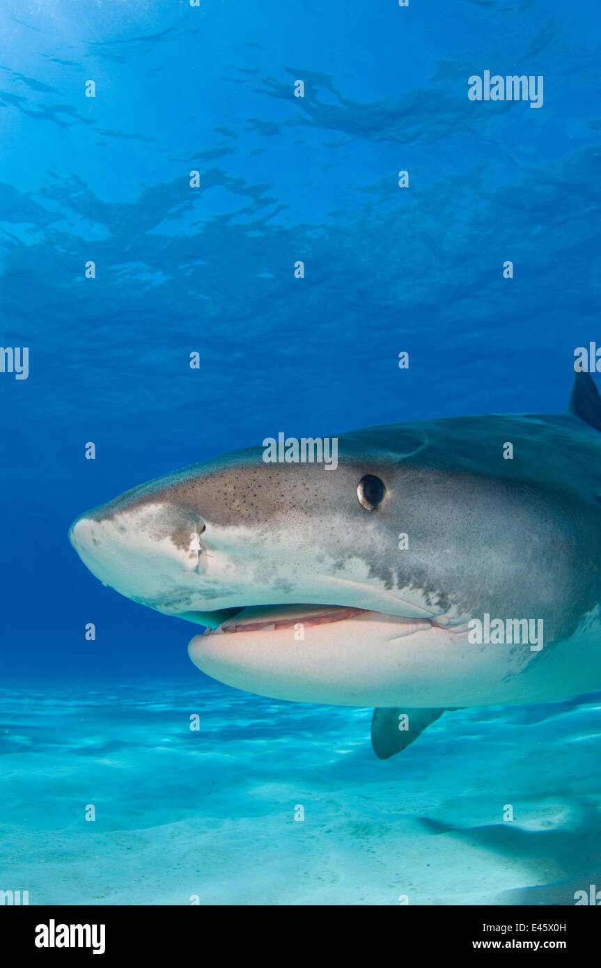 Requin tigre (Galeocerdo cuvier) portrait sur du sable blanc. Petit banc des Bahamas, Bahamas. Banque D'Images