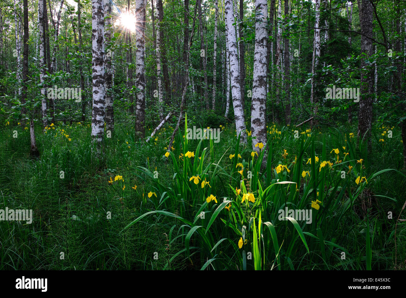 Iris jaune (Iris pseudacorus) floraison en forêt de bouleaux. L'Estonie, Europe, juin. Banque D'Images