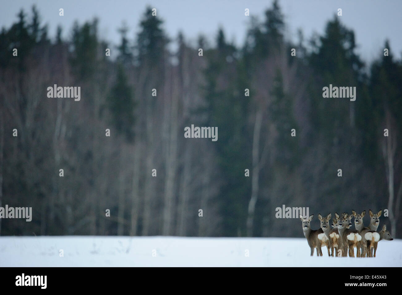 Petit troupeau de chevreuils (Capreolus capreolus) au regard de l'arrière-plan. boisées contre photographe Virumaa, Estonie, Europe, février. Banque D'Images