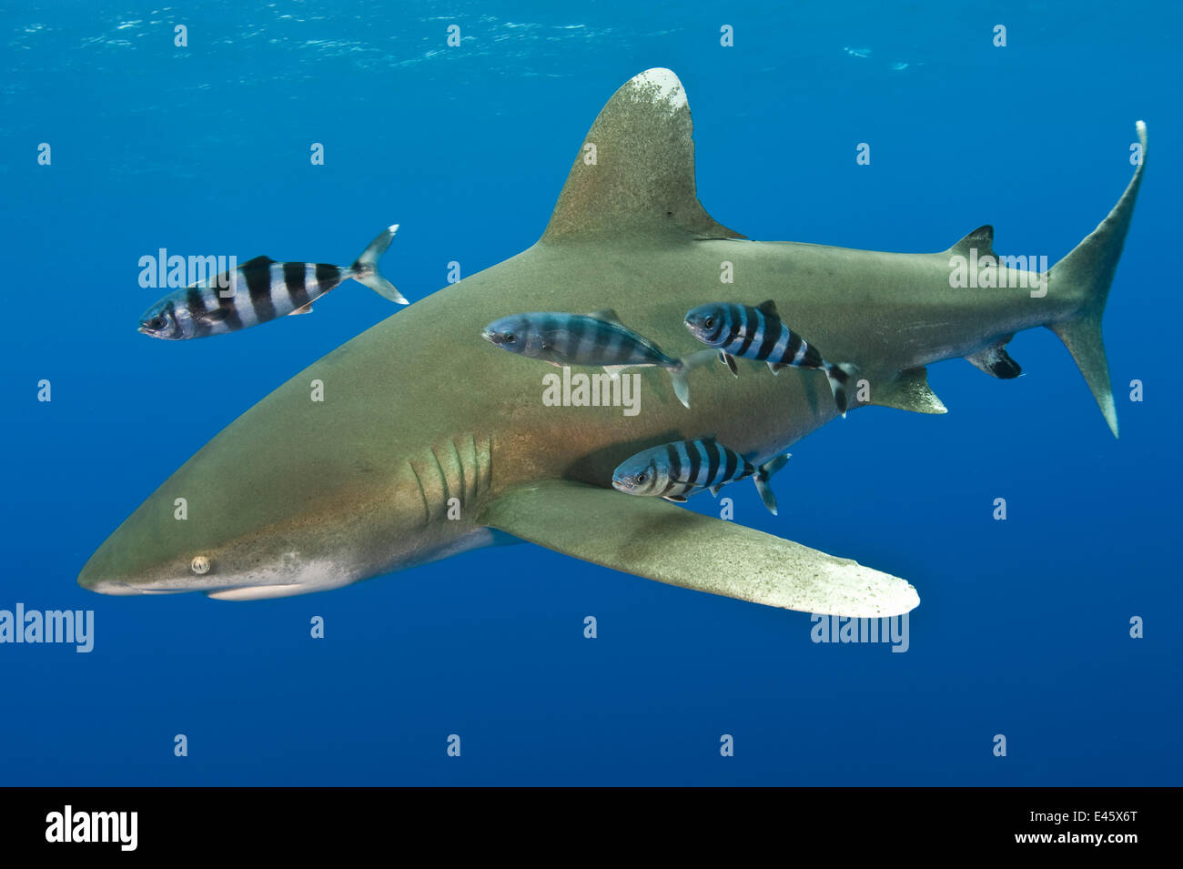 Requin océanique (Carcharhinus longimanus) avec du poisson pilote (Naucrates ductor). Ouest de l'océan Atlantique tropical, au large de Cat Island, aux Bahamas. Banque D'Images