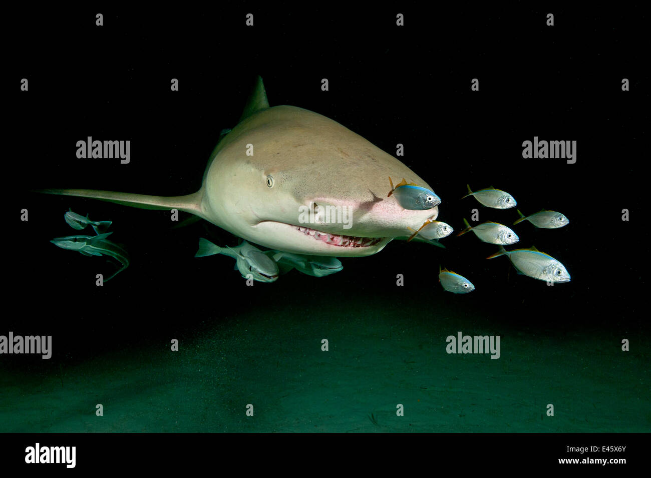 Le requin citron (Negaprion brevirostris) accompagné par Remoras (Echeneis naucrates) pendant la nuit. Petit banc des Bahamas, Bahamas. Ouest de l'océan Atlantique tropical. Banque D'Images