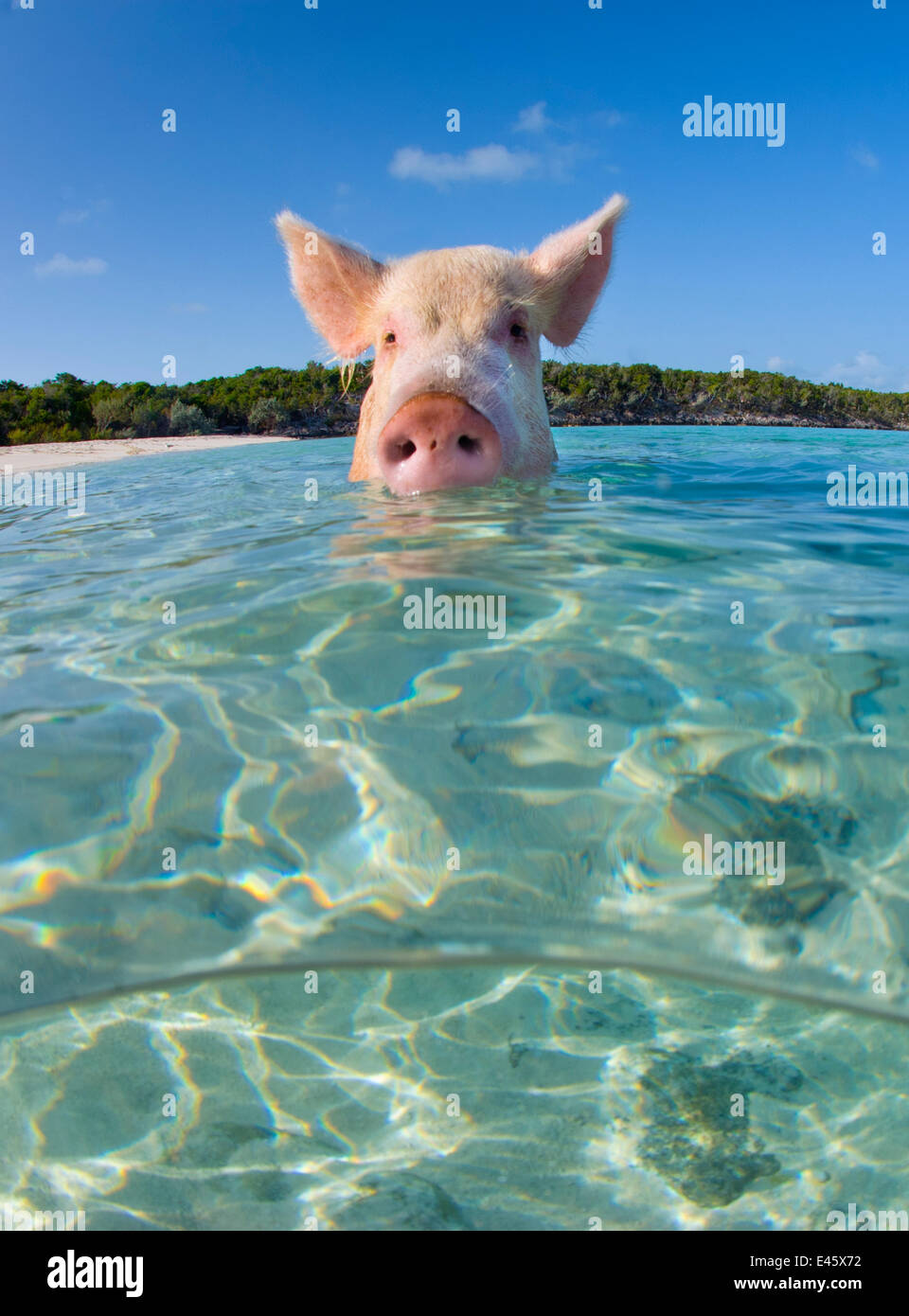 Un porc domestique (Sus scrofa domestica) nager dans la mer. Exuma Cays, aux Bahamas. Ouest de l'océan Atlantique tropical. Cette famille de porcs vivent sur cette plage aux Bahamas et vous baigner dans la mer. Banque D'Images