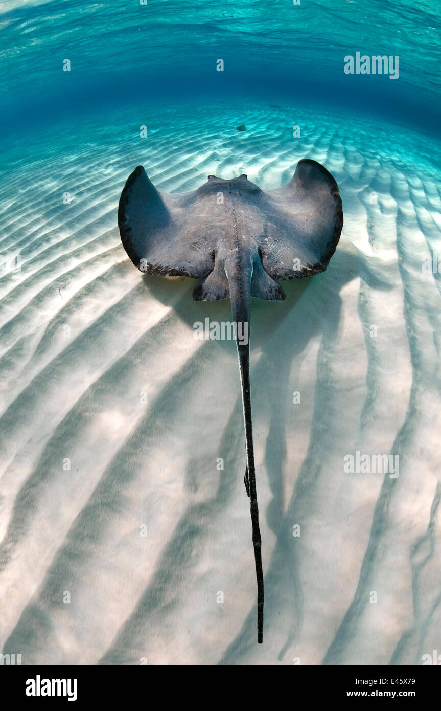 Le sud de stingray (Dasyatis americana) nager sur le sable ondulations sur banc, Grand Cayman, îles Caïmans. Banque D'Images