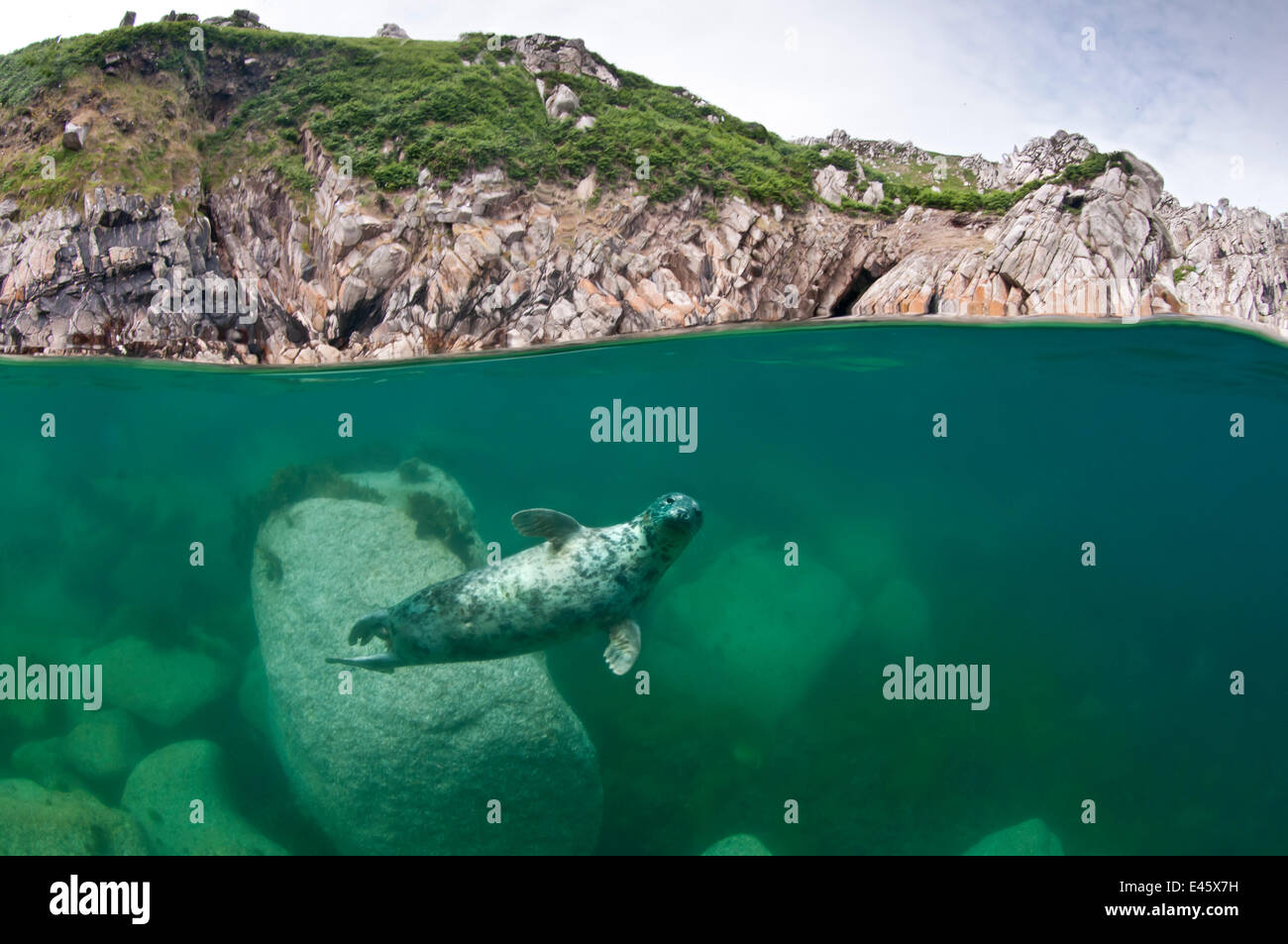 Atlantic de phoques gris (Halichoerus grypus) Nager sous la surface, l'île de Lundy, England, UK. Juillet 2010 Banque D'Images