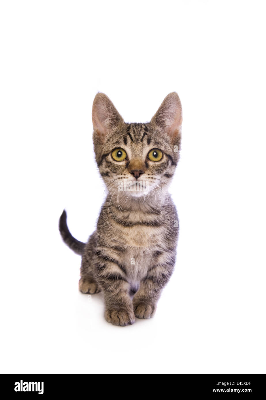 Tabby cat Cute Munchkin avec de grands yeux d'or de marcher vers la caméra isolé sur fond blanc Banque D'Images