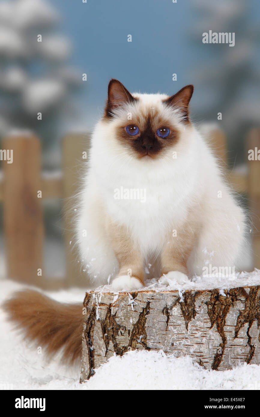 Sacre Birman Banque De Photographies Et D Images A Haute Resolution Alamy