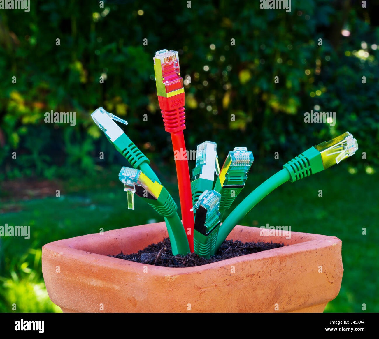 Divers câble réseau dans un pot de fleur. Symbolique de la large bande et le développement de l'Internet. Banque D'Images