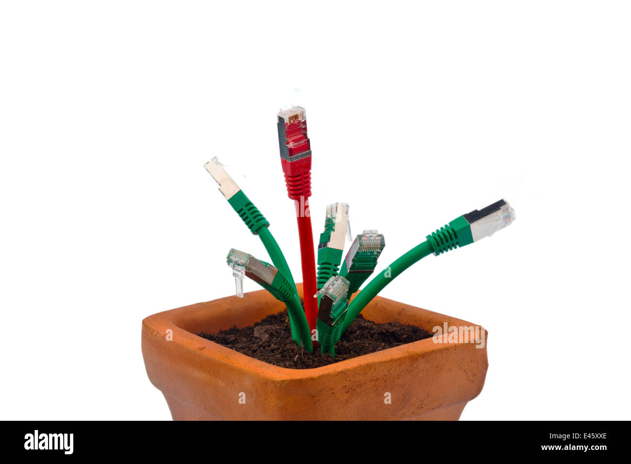 Divers câble réseau dans un pot de fleur. Symbolique de la large bande et le développement de l'Internet. Banque D'Images