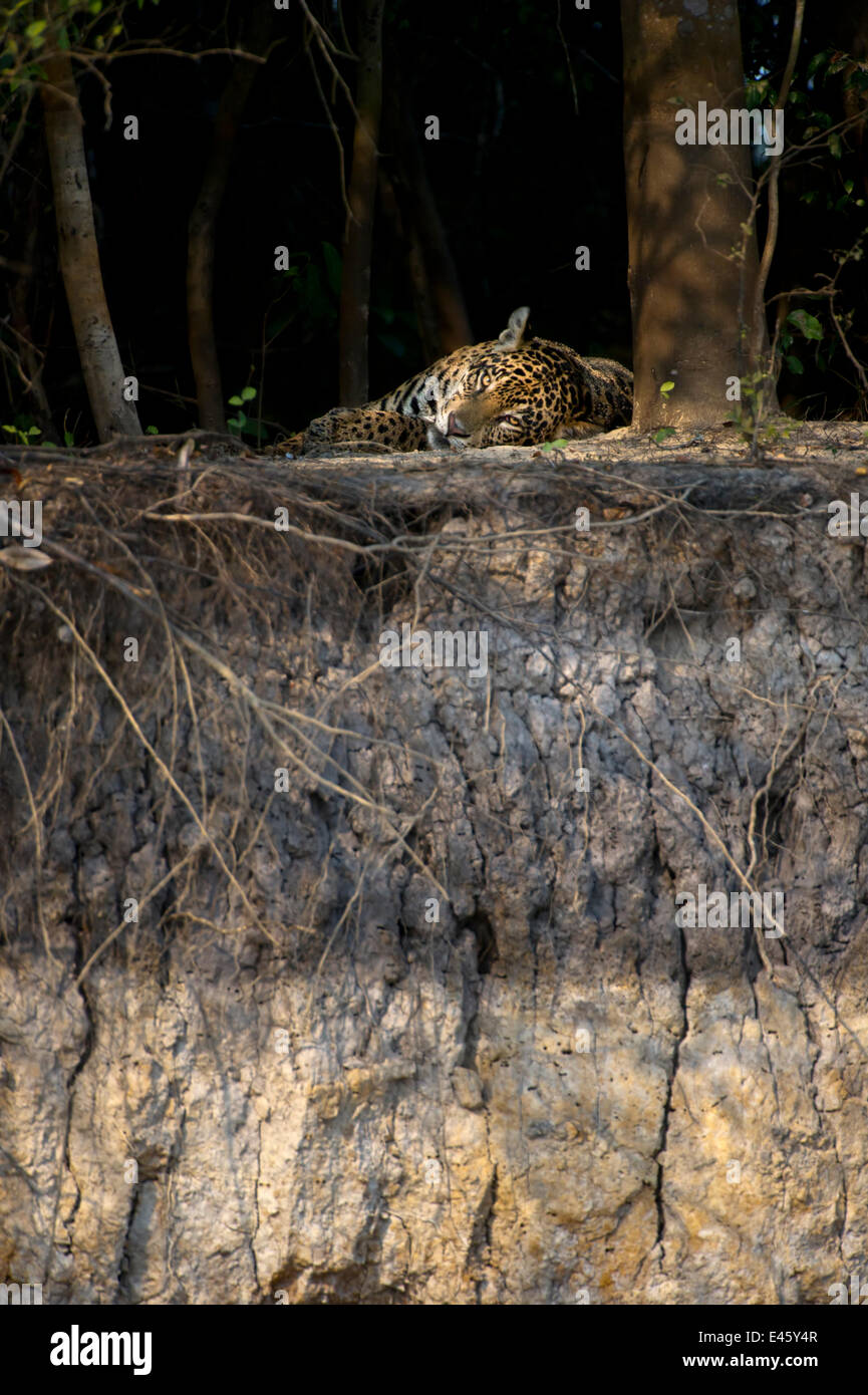 Femme Sauvage Jaguar (Panthera onca palustris) reposant sur les rives de la rivière Piquiri (un affluent du fleuve Cuiaba). Le nord du Pantanal, Brésil. Banque D'Images