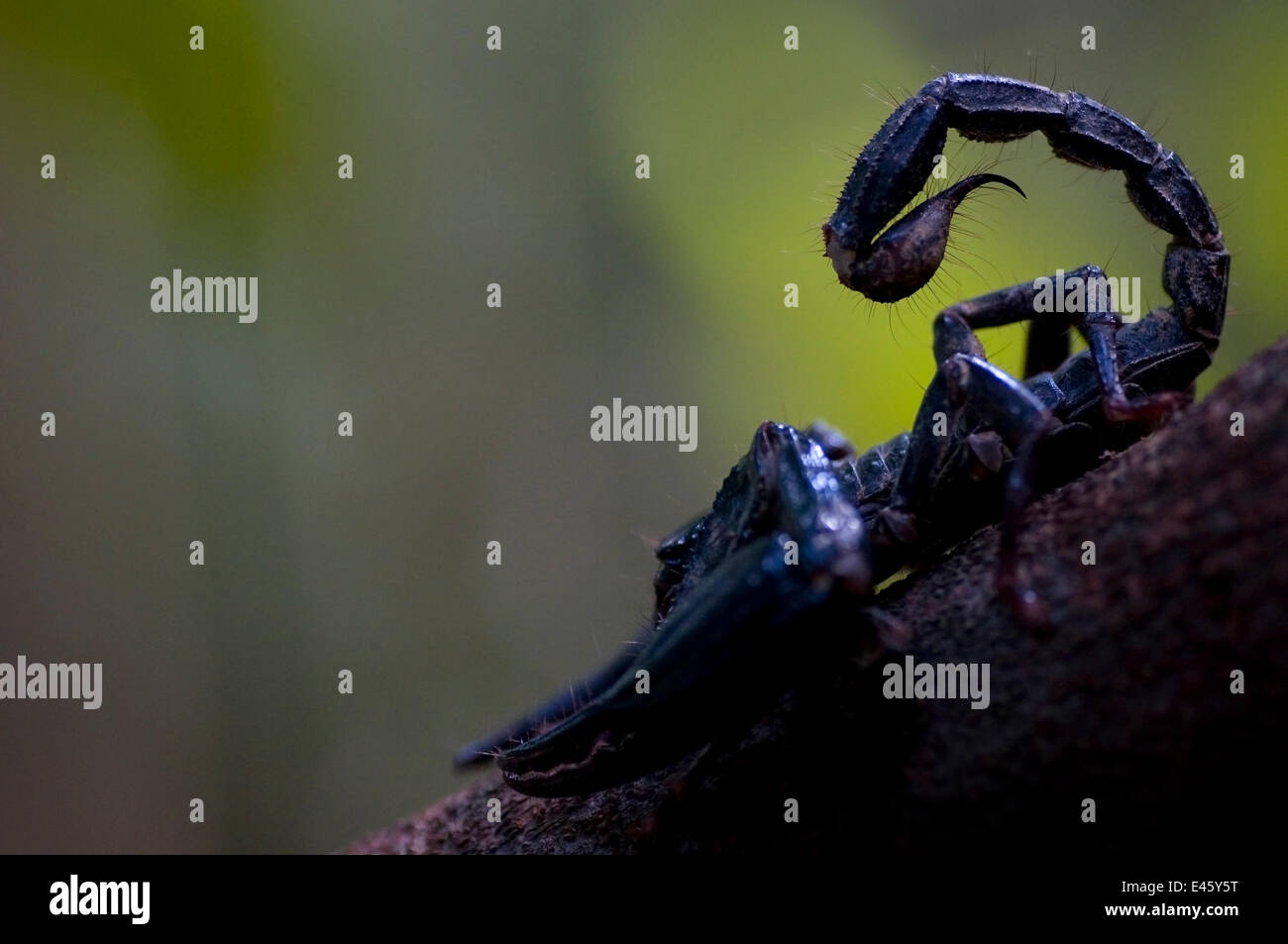 Forêt (scorpion géant asiatique Heterometrus longimanus) avec queue relevée, Sarawak, Bornéo, Malaisie Banque D'Images