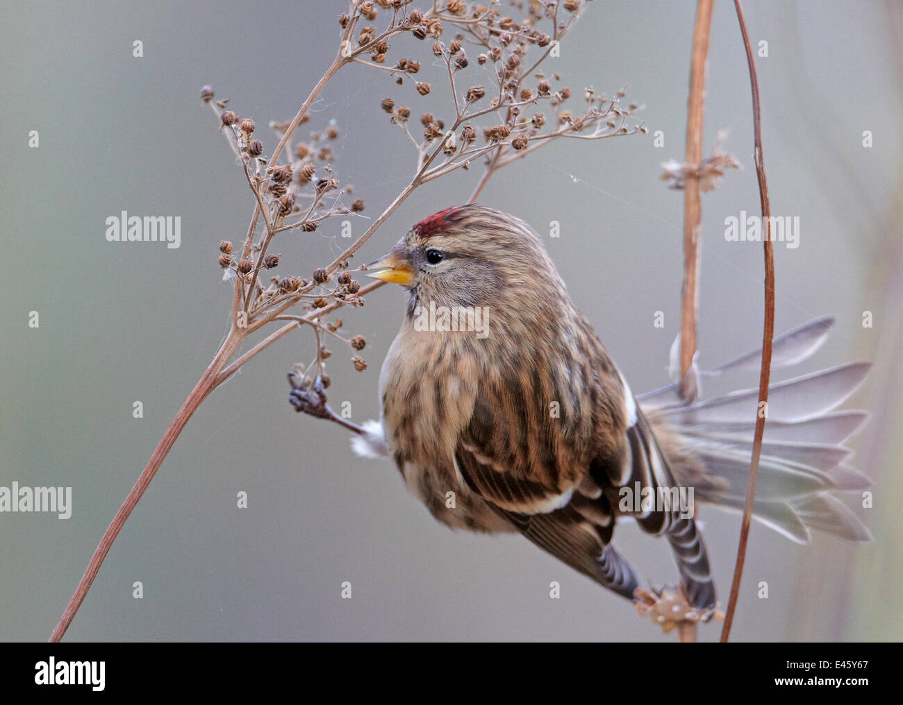 Sizerin flammé (Carduelis flammea) se nourrissent de graines, de la Finlande, octobre Banque D'Images