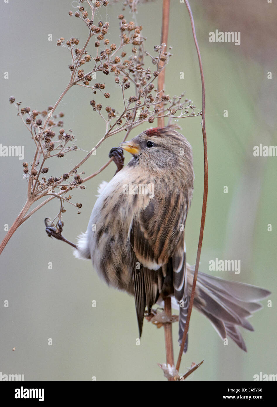Sizerin flammé (Carduelis flammea) sur la tête de la Finlande, de l'Octobre Banque D'Images