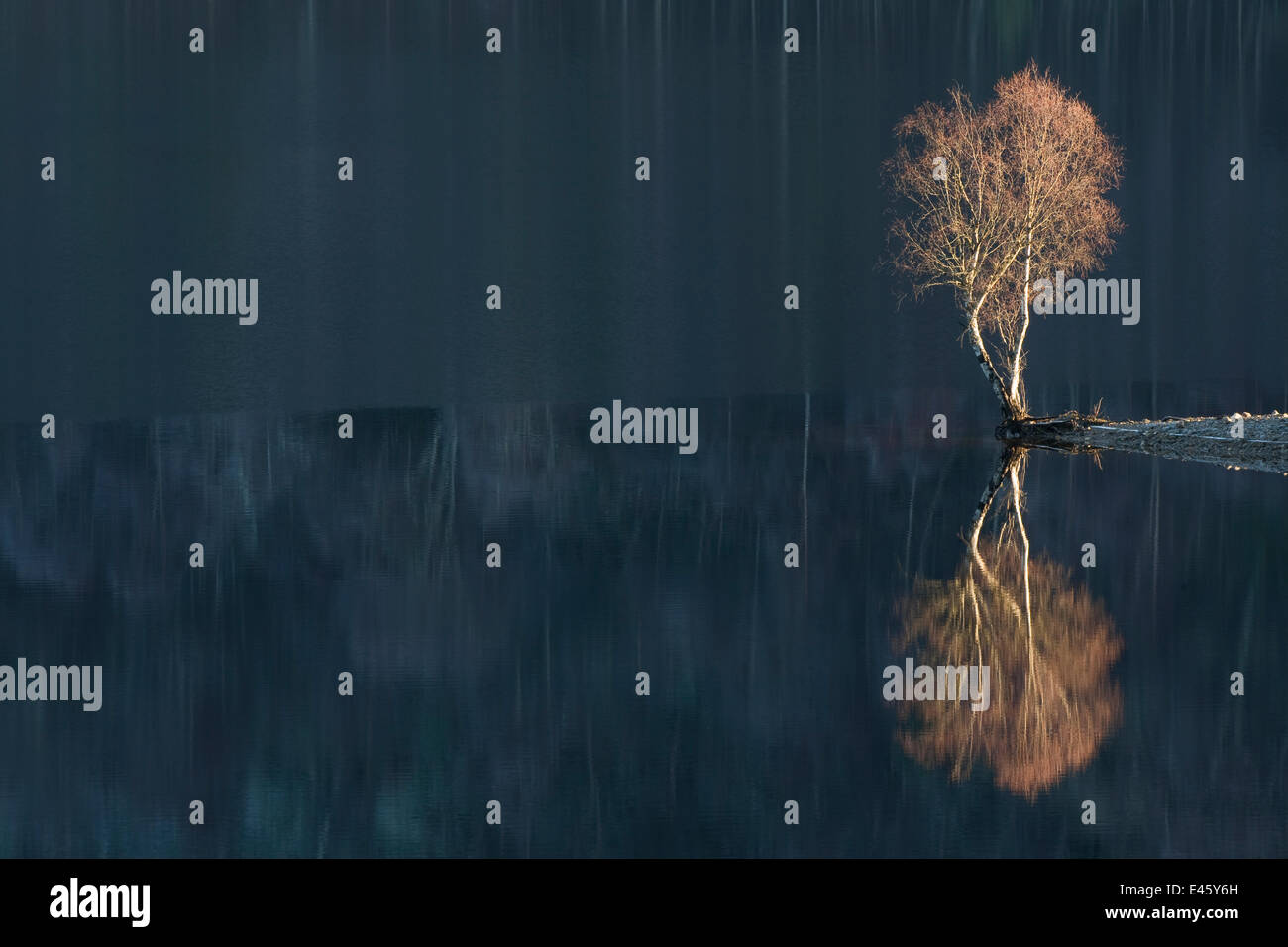 Le bouleau verruqueux (Betula verrucosa) reflète dans le Loch Beinn a' Mheadhoin. Réserve naturelle nationale de Glen Affric, en Écosse, décembre. Banque D'Images