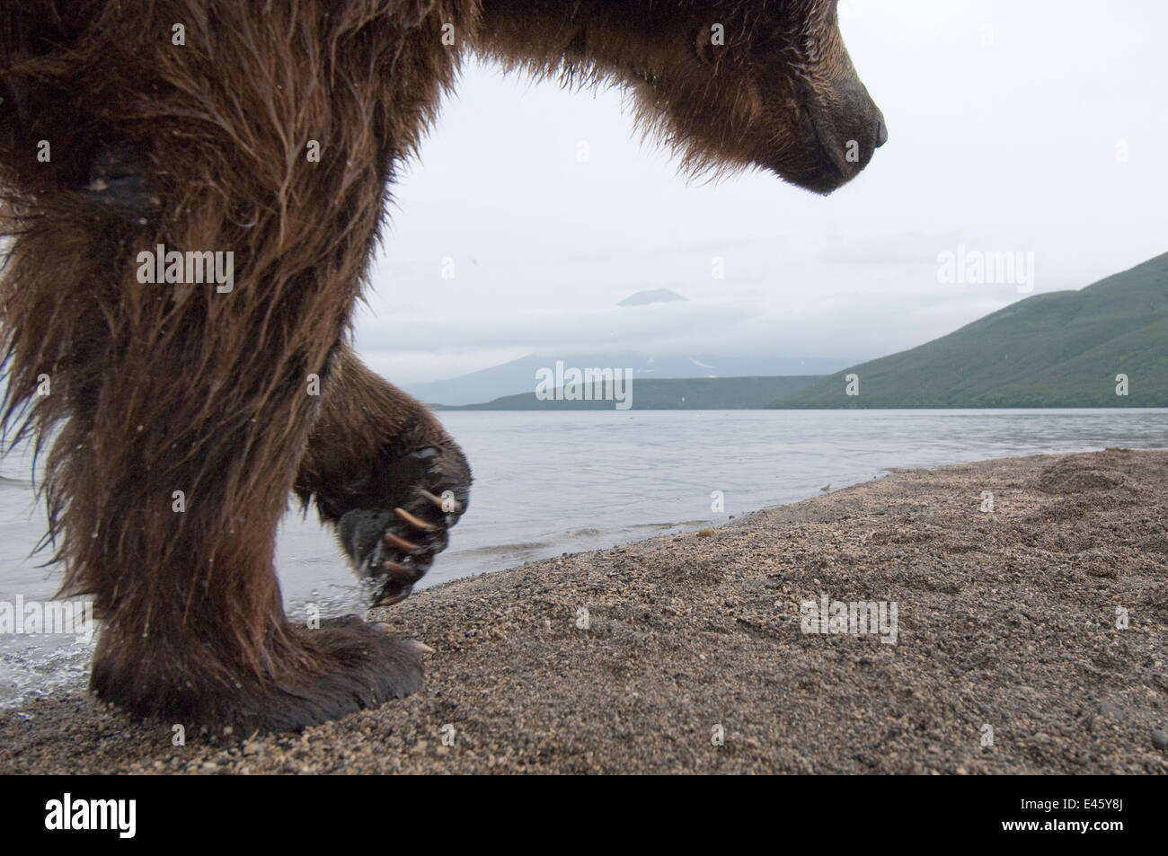 Ours brun (Ursus arctos) balade au bord du lac, du Kamtchatka, la Russie d'Extrême-Orient, Août Banque D'Images