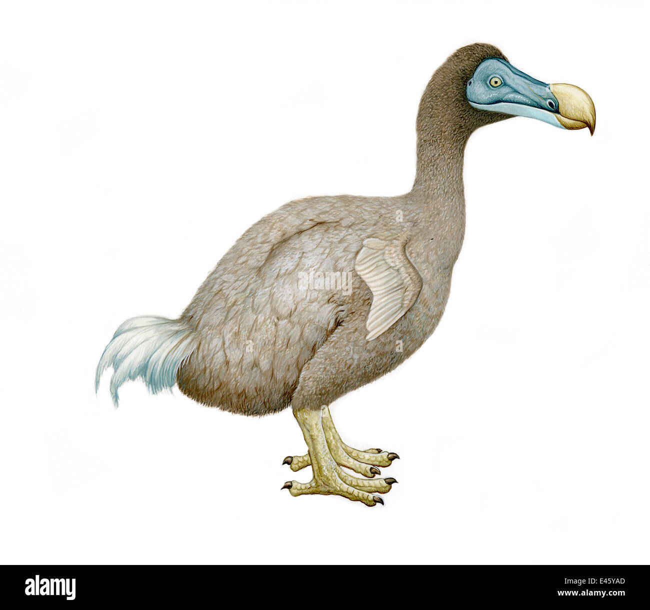Illustration De Dodo Raphus Cucullatus Colombidés