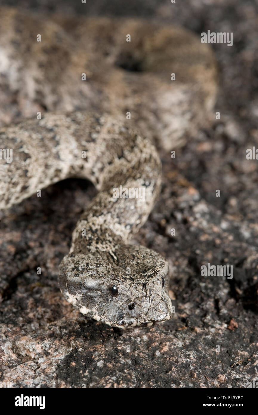 Death Adder commun (Acanthophis antarcticus) bien camouflée dans son habitat naturel. Queensland, Australie, février Banque D'Images