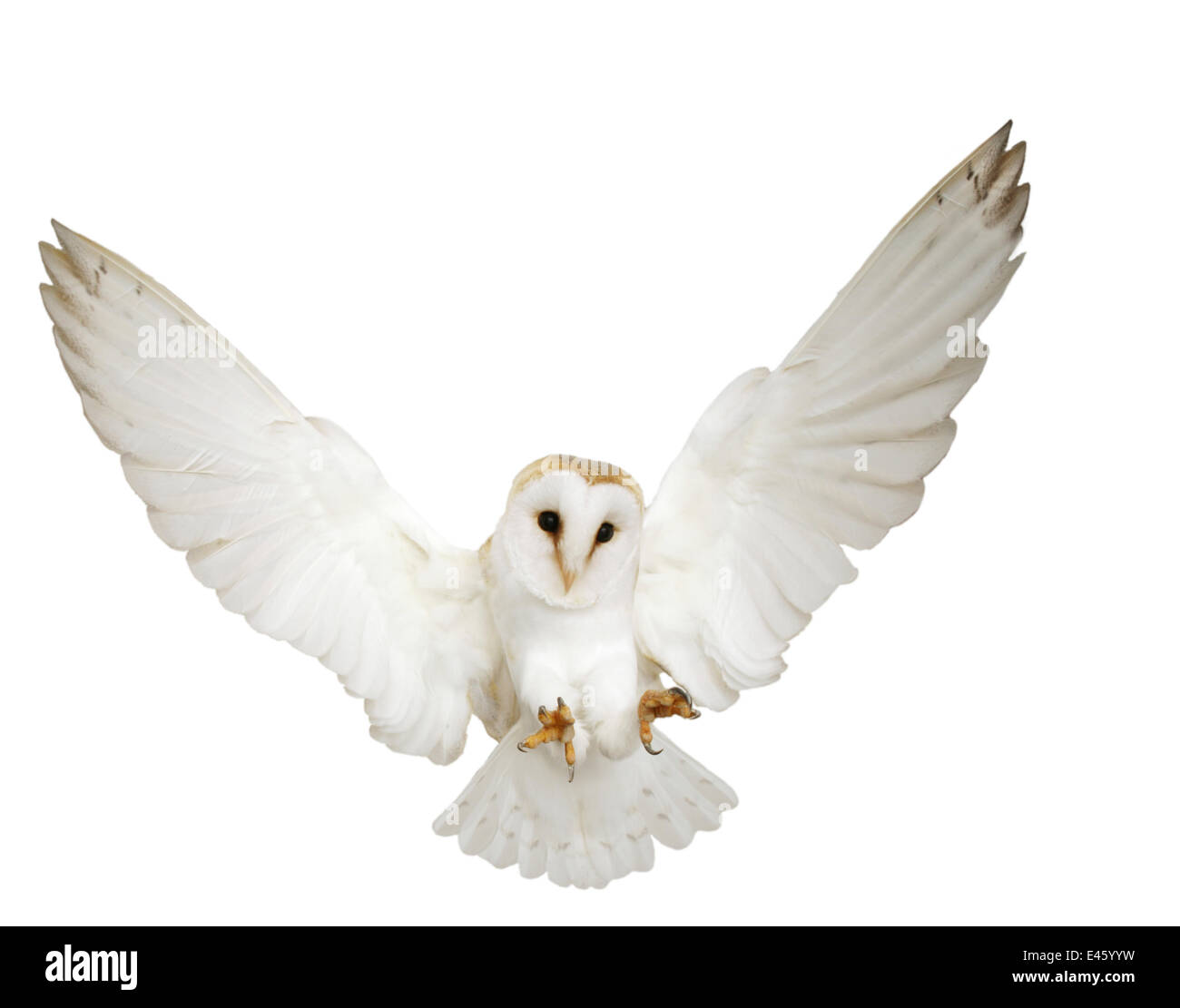 Effraie des clochers (Tyto alba) sauter. En captivité, Royaume-Uni Banque D'Images