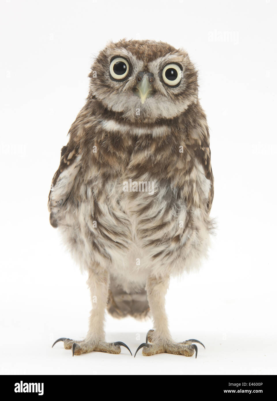 Portrait d'une jeune Chouette chevêche (Athene noctua). Banque D'Images