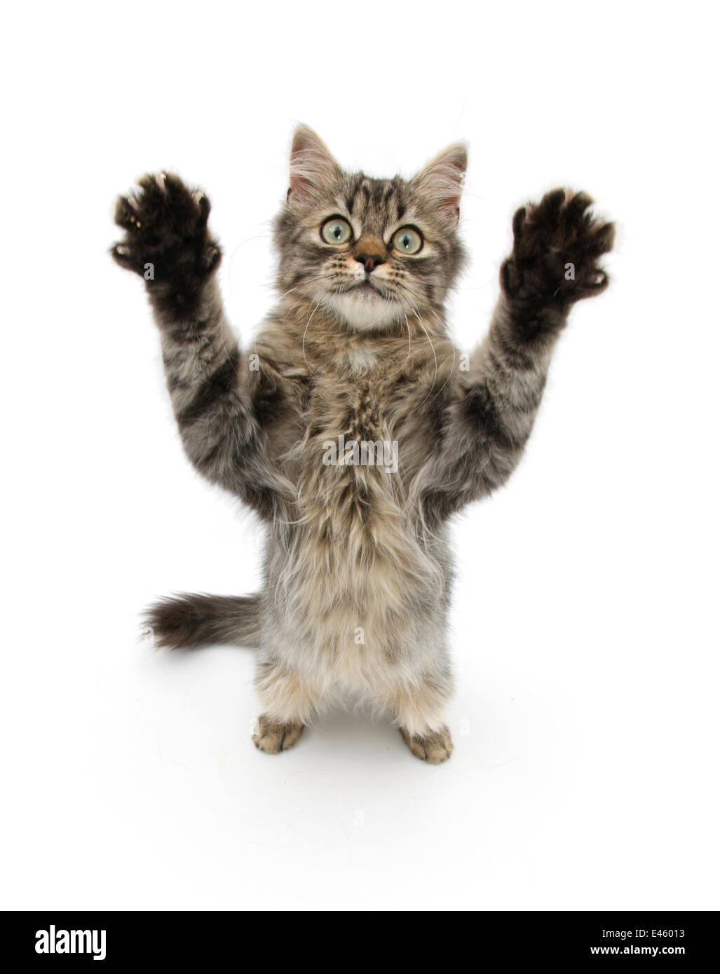 Chaton tigré, 5 mois, debout avec les pieds. Banque D'Images
