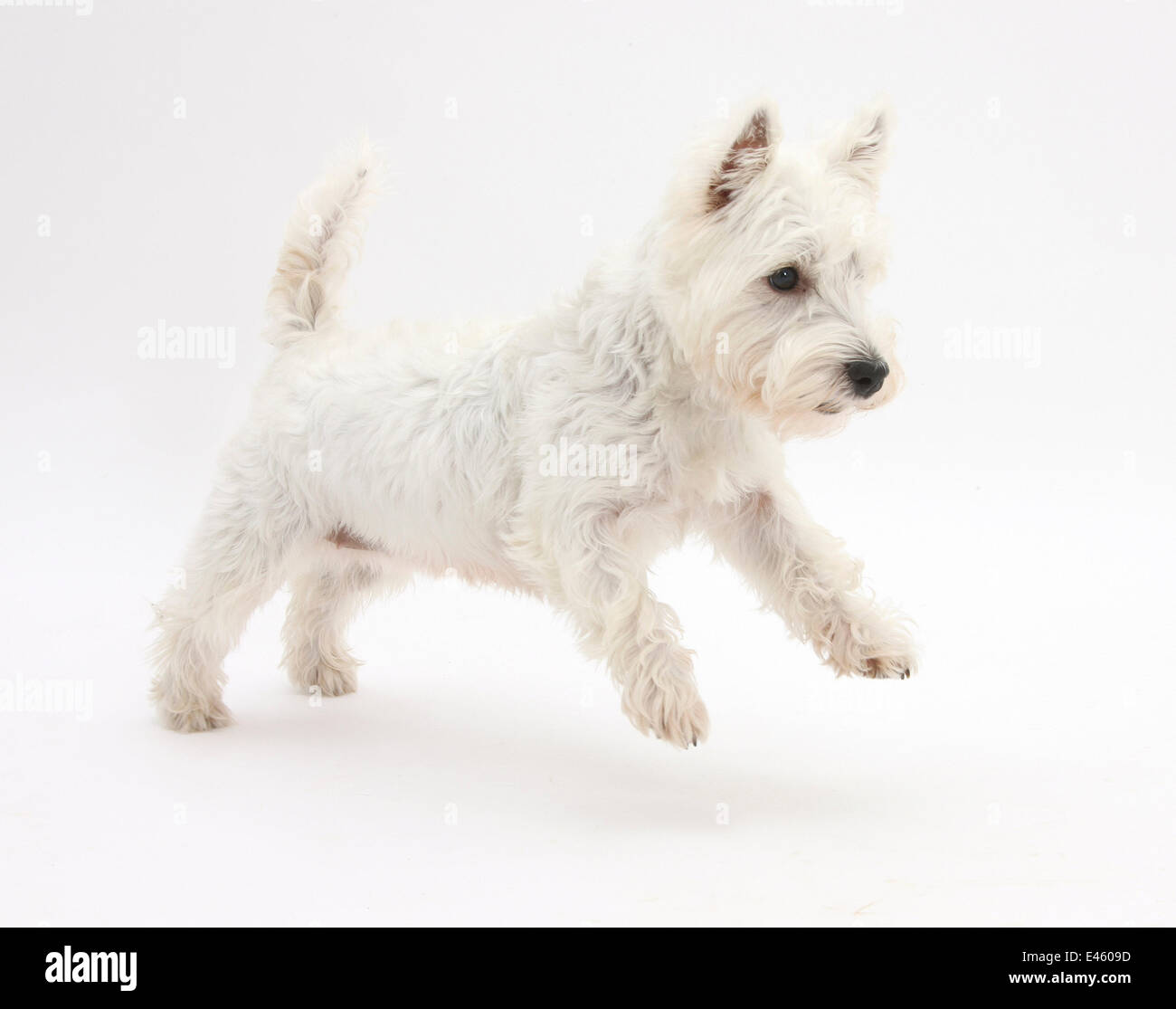 West Highland White Terrier sautant. Banque D'Images